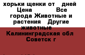 хорьки щенки от 35дней › Цена ­ 4 000 - Все города Животные и растения » Другие животные   . Калининградская обл.,Советск г.